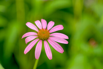 ピンクのエキナセアの花