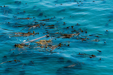 Seaweed floating in the blue pacific ocean.