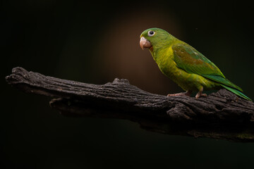 Tovisittich (Orange-chinned parakeet)
Costa Rica