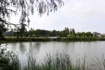 lake in the forest