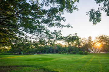 Green tree forest with green grass in public park sunset