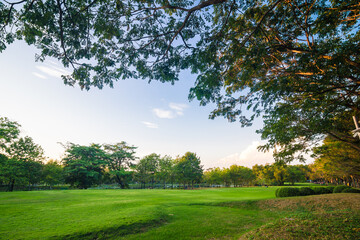 Green tree forest with green grass in public park sunset