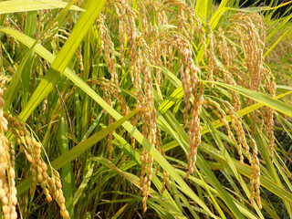 Close up to korea rice seeds in ear of paddy