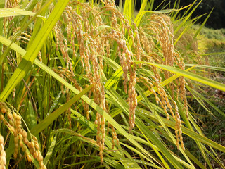 Close up to korea rice seeds in ear of paddy