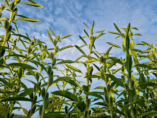 Fototapeta premium The appearance of Sesame in the field.