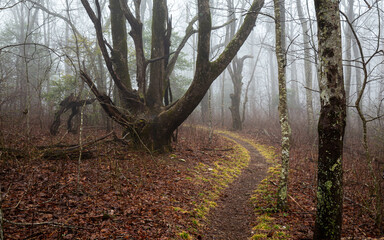 path into the fog