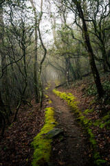 Mossy path leading into the fog