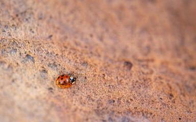 Lady bug climbing up a rock