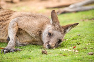 Naklejka na ściany i meble Kangaroo sleeping and resting on the ground in Tasmania, Australia
