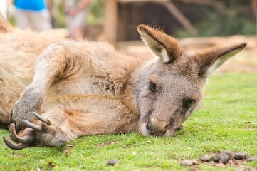 Fototapeta premium Kangaroo sleeping and resting on the ground in Tasmania, Australia