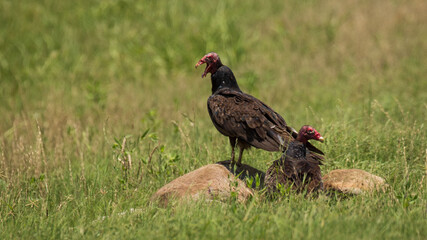 Turkey vulture