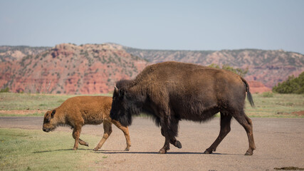 Bison mother and her baby