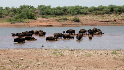 Herd of bison