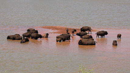 Herd of bison