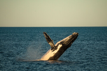Fototapeta premium Humpback Whale Breach