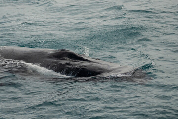 Fototapeta premium Humpback Whale
