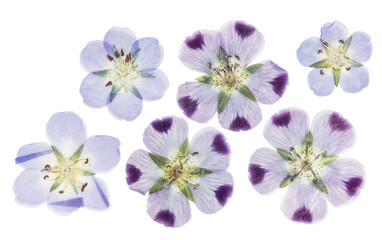 Pressed and dried delicate flowers nemophila. Isolated on white background. For use in scrapbooking, pressed floristry or herbarium.