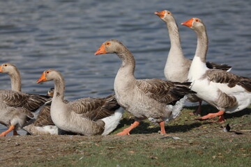 Geese