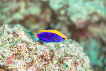 八丈島　セナキルリスズメ