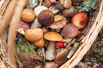 Top view of freshly picked wild mushrooms decorated with sprigs of wild heather in wicker basket. Boletus edulis, orange-cap boletus - gourmet food, autumn harvest in the forest. Hobbies. 