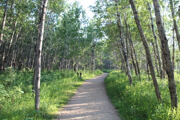 Fototapeta na wymiar Summer Light On Trail, Whitemud Park, Edmonton, Alberta