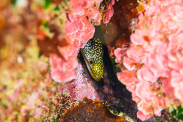 沖縄　海　珊瑚　観光　クモウツボ