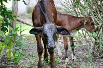 Calf on a farm in the Intag Valley, outside of Apuela, Ecuador