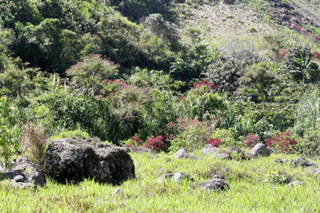 Red trees in the cloud forest in the Intag Valley, outside of Apuela, Ecuador