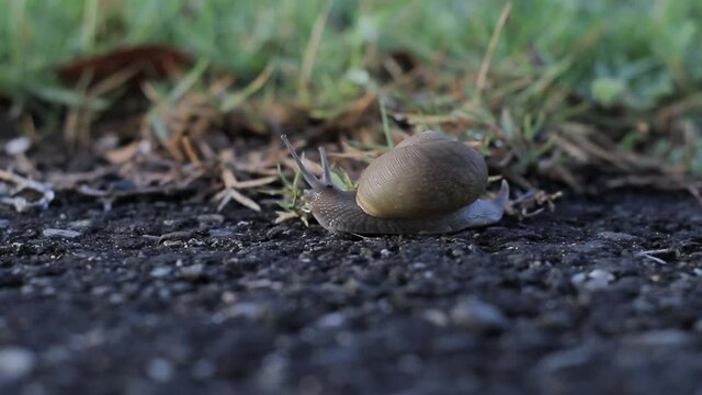 El caracol uva se arrastra lentamente sobre el pavimento al lado de un jardín. día soleado en la naturaleza.