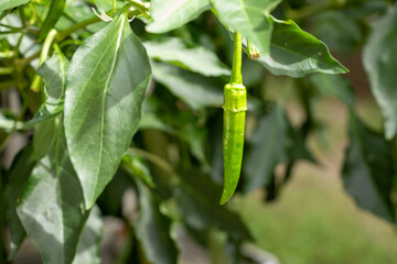 大きくなりつつある緑色のとうがらし