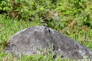 Black phoebe (Sayornis nigricans) on a boulder in a field in the Intag Valley, outside of Apuela, Ecuador
