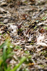 Trail of leafcutter ants in a field in the Intag Valley, outside of Apuela, Ecuador