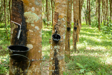 Tapping latex rubber tree, Rubber Latex extracted from rubber tree.
