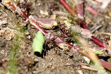 Trail of leafcutter ants in a field in the Intag Valley, outside of Apuela, Ecuador