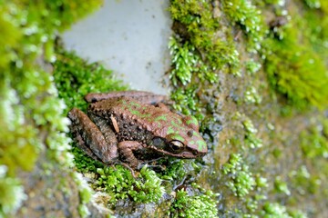 Swinhoe's frog(Odorrana swinhoana)(Boulenger, 1903)