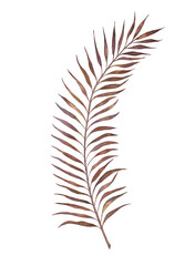 Palm leaves watercolor illustration isolated on white background. Exotic tropical jungle leaves are purple-brown in color.