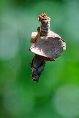 Bagworm in the Intag Valley, outside of Apuela, Ecuador