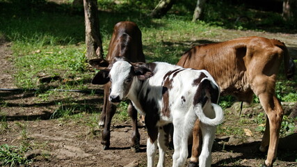Calves on a farm in the Intag Valley, outside of Apuela, Ecuador