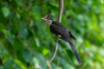 Jacobin Cuckoo (Clamator jacobinus) sitting on branch, green background, seen in a India.
