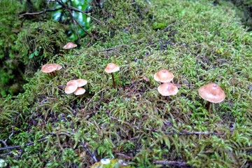 A group of toadstool mushrooms growing out of moss in a beautiful forest
