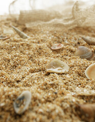 Sand and seashells on white wooden background