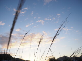 夜明の空と路傍の草