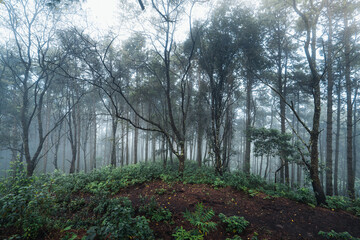 Pine forest in the mountains in the morning