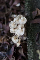 mushrooms in the forest