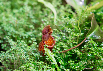 plants are predators. Insect Catcher Plant Botanical Garden. unusual rare