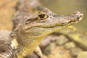 Lagarto