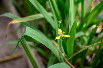 Close up photo of iris flower. Blurred background.