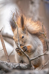 The squirrel sits on a branches in the winter or autumn