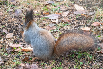 Autumn squirrel with nut on green grass with fallen yellow leaves