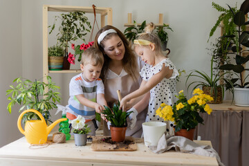 mother with her son and daughter in fasting plant or transplant indoor flowers. Little helper by chores. Concept of spring time, home gardening, child house-help, caring houseplants, lifestyle.